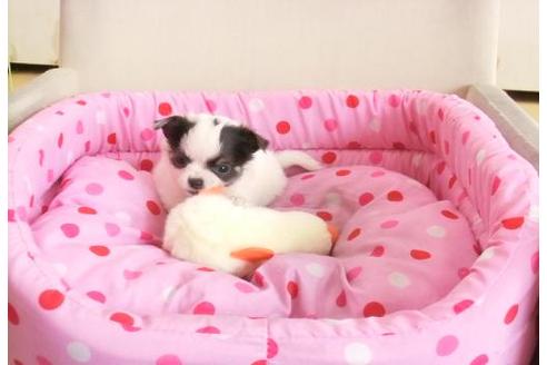 成約済の大阪府のチワワ-5786の1枚目